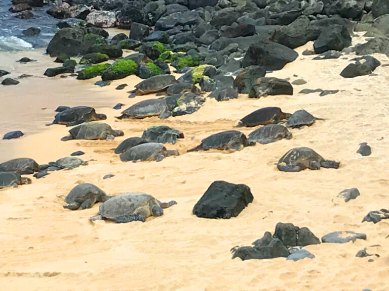 Ho'okipa Beach Turtles