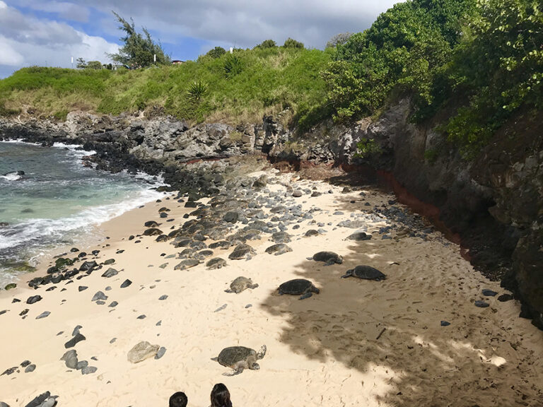 Ho'okipa Beach Turtles