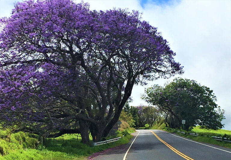 Jacaranda tree, Upcountry Maui, Hawaii