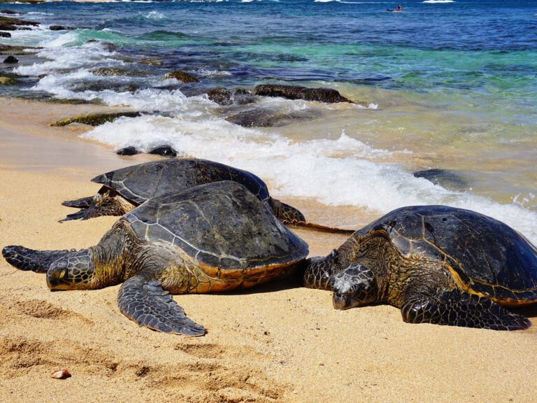 Ho'okipa Beach Turtles