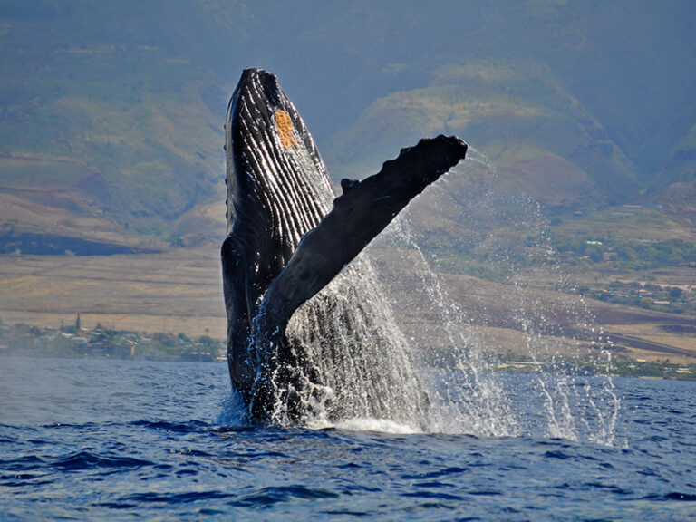 Breaching Humpback Whale